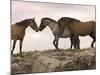 Mustang / Wild Horse Red Dun Stallion Sniffing Mare's Noses, Montana, USA Pryor-Carol Walker-Mounted Photographic Print