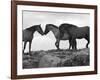 Mustang / Wild Horse Red Dun Stallion Sniffing Mare's Noses, Montana, USA Pryor-Carol Walker-Framed Photographic Print