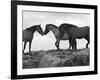 Mustang / Wild Horse Red Dun Stallion Sniffing Mare's Noses, Montana, USA Pryor-Carol Walker-Framed Photographic Print