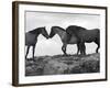 Mustang / Wild Horse Red Dun Stallion Sniffing Mare's Noses, Montana, USA Pryor-Carol Walker-Framed Photographic Print