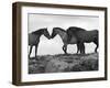 Mustang / Wild Horse Red Dun Stallion Sniffing Mare's Noses, Montana, USA Pryor-Carol Walker-Framed Photographic Print