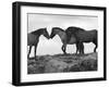 Mustang / Wild Horse Red Dun Stallion Sniffing Mare's Noses, Montana, USA Pryor-Carol Walker-Framed Photographic Print