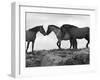 Mustang / Wild Horse Red Dun Stallion Sniffing Mare's Noses, Montana, USA Pryor-Carol Walker-Framed Photographic Print