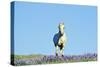 Mustang Wild Horse Stallion (Named Cloud) Gallups-null-Stretched Canvas