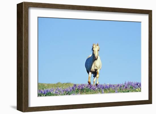 Mustang Wild Horse Stallion (Named Cloud) Gallups-null-Framed Photographic Print