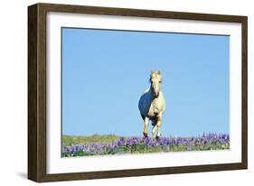 Mustang Wild Horse Stallion (Named Cloud) Gallups-null-Framed Photographic Print