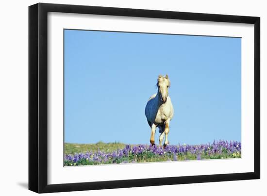 Mustang Wild Horse Stallion (Named Cloud) Gallups-null-Framed Photographic Print