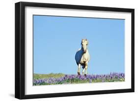 Mustang Wild Horse Stallion (Named Cloud) Gallups-null-Framed Photographic Print