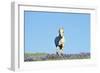 Mustang Wild Horse Stallion (Named Cloud) Gallups-null-Framed Photographic Print