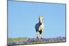Mustang Wild Horse Stallion (Named Cloud) Gallups-null-Mounted Photographic Print