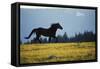 Mustang Wild Horse Stallion Running across High-null-Framed Stretched Canvas