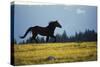 Mustang Wild Horse Stallion Running across High-null-Stretched Canvas