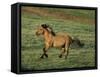 Mustang Wild Horse Stallion Running across High-null-Framed Stretched Canvas