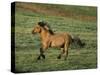Mustang Wild Horse Stallion Running across High-null-Stretched Canvas