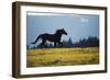 Mustang Wild Horse Stallion Running across High-null-Framed Photographic Print