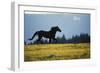 Mustang Wild Horse Stallion Running across High-null-Framed Photographic Print