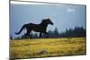 Mustang Wild Horse Stallion Running across High-null-Mounted Photographic Print