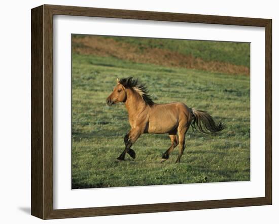 Mustang Wild Horse Stallion Running across High-null-Framed Photographic Print