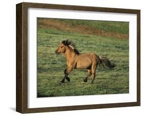 Mustang Wild Horse Stallion Running across High-null-Framed Photographic Print