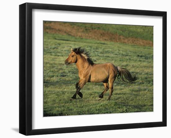 Mustang Wild Horse Stallion Running across High-null-Framed Photographic Print