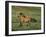 Mustang Wild Horse Stallion Running across High-null-Framed Photographic Print