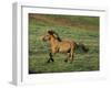 Mustang Wild Horse Stallion Running across High-null-Framed Photographic Print