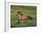 Mustang Wild Horse Stallion Running across High-null-Framed Photographic Print