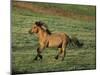 Mustang Wild Horse Stallion Running across High-null-Mounted Photographic Print