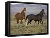 Mustang / Wild Horse, Two Mares and Colt Foal Trotting, Wyoming, USA Adobe Town Hma-Carol Walker-Framed Stretched Canvas