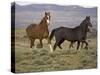 Mustang / Wild Horse, Two Mares and Colt Foal Trotting, Wyoming, USA Adobe Town Hma-Carol Walker-Stretched Canvas