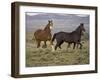 Mustang / Wild Horse, Two Mares and Colt Foal Trotting, Wyoming, USA Adobe Town Hma-Carol Walker-Framed Photographic Print