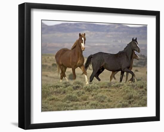 Mustang / Wild Horse, Two Mares and Colt Foal Trotting, Wyoming, USA Adobe Town Hma-Carol Walker-Framed Photographic Print