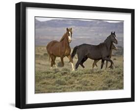 Mustang / Wild Horse, Two Mares and Colt Foal Trotting, Wyoming, USA Adobe Town Hma-Carol Walker-Framed Photographic Print