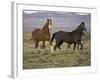 Mustang / Wild Horse, Two Mares and Colt Foal Trotting, Wyoming, USA Adobe Town Hma-Carol Walker-Framed Photographic Print