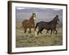 Mustang / Wild Horse, Two Mares and Colt Foal Trotting, Wyoming, USA Adobe Town Hma-Carol Walker-Framed Photographic Print