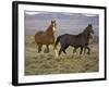 Mustang / Wild Horse, Two Mares and Colt Foal Trotting, Wyoming, USA Adobe Town Hma-Carol Walker-Framed Photographic Print