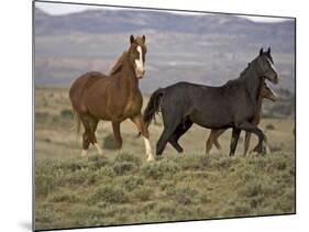 Mustang / Wild Horse, Two Mares and Colt Foal Trotting, Wyoming, USA Adobe Town Hma-Carol Walker-Mounted Photographic Print