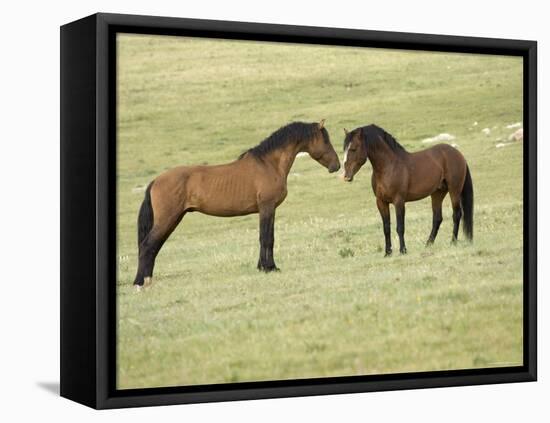 Mustang / Wild Horse, Two Stallions Approaching Each Other, Montana, USA Pryor-Carol Walker-Framed Stretched Canvas