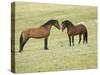 Mustang / Wild Horse, Two Stallions Approaching Each Other, Montana, USA Pryor-Carol Walker-Stretched Canvas