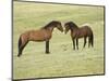 Mustang / Wild Horse, Two Stallions Approaching Each Other, Montana, USA Pryor-Carol Walker-Mounted Premium Photographic Print