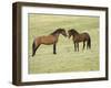 Mustang / Wild Horse, Two Stallions Approaching Each Other, Montana, USA Pryor-Carol Walker-Framed Photographic Print