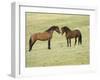 Mustang / Wild Horse, Two Stallions Approaching Each Other, Montana, USA Pryor-Carol Walker-Framed Photographic Print