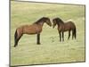 Mustang / Wild Horse, Two Stallions Approaching Each Other, Montana, USA Pryor-Carol Walker-Mounted Photographic Print