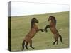 Mustang / Wild Horse, Two Stallions Fighting, Montana, USA Pryor Mountains Hma-Carol Walker-Stretched Canvas