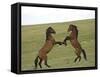 Mustang / Wild Horse, Two Stallions Fighting, Montana, USA Pryor Mountains Hma-Carol Walker-Framed Stretched Canvas