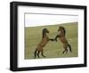 Mustang / Wild Horse, Two Stallions Fighting, Montana, USA Pryor Mountains Hma-Carol Walker-Framed Premium Photographic Print