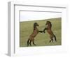 Mustang / Wild Horse, Two Stallions Fighting, Montana, USA Pryor Mountains Hma-Carol Walker-Framed Premium Photographic Print