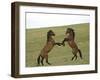 Mustang / Wild Horse, Two Stallions Fighting, Montana, USA Pryor Mountains Hma-Carol Walker-Framed Photographic Print