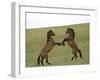 Mustang / Wild Horse, Two Stallions Fighting, Montana, USA Pryor Mountains Hma-Carol Walker-Framed Photographic Print