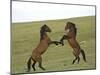 Mustang / Wild Horse, Two Stallions Fighting, Montana, USA Pryor Mountains Hma-Carol Walker-Mounted Photographic Print